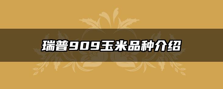 瑞普909玉米品种介绍