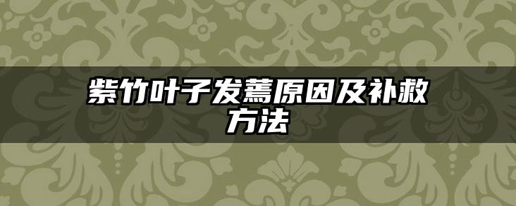 紫竹叶子发蔫原因及补救方法