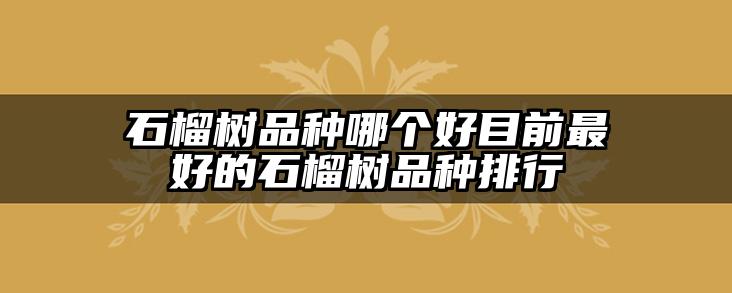 石榴树品种哪个好目前最好的石榴树品种排行