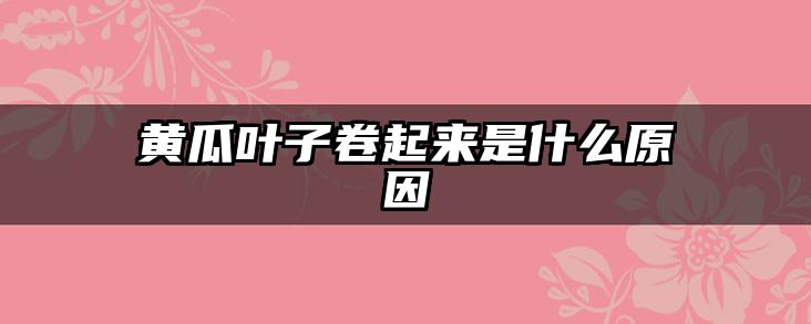 黄瓜叶子卷起来是什么原因