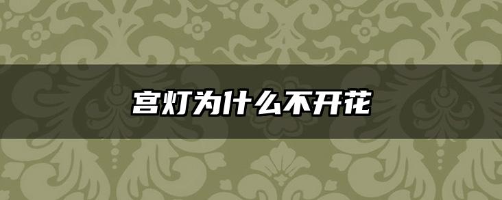 宫灯为什么不开花