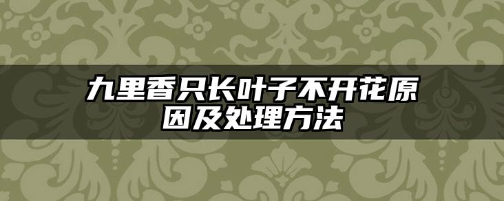 九里香只长叶子不开花原因及处理方法
