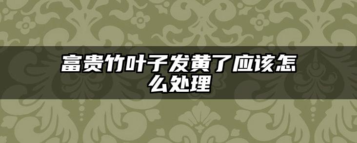 富贵竹叶子发黄了应该怎么处理