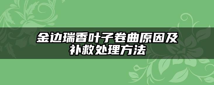 金边瑞香叶子卷曲原因及补救处理方法
