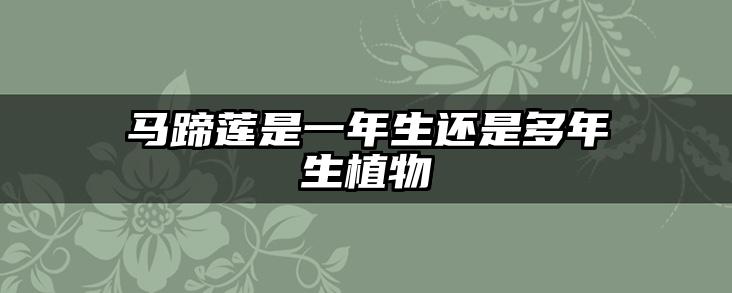 马蹄莲是一年生还是多年生植物