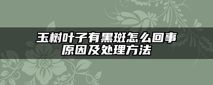 玉树叶子有黑斑怎么回事原因及处理方法