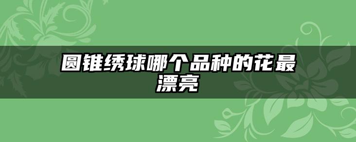 圆锥绣球哪个品种的花最漂亮