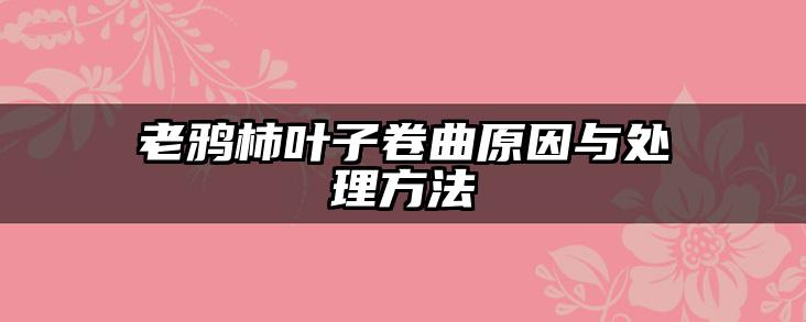 老鸦柿叶子卷曲原因与处理方法