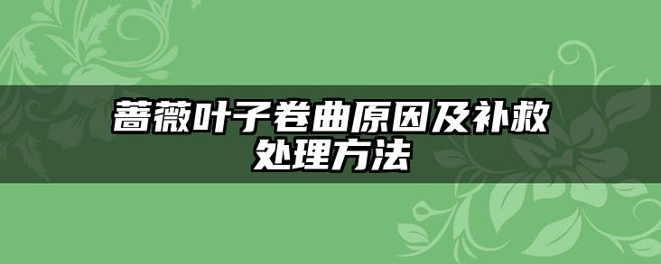 蔷薇叶子卷曲原因及补救处理方法