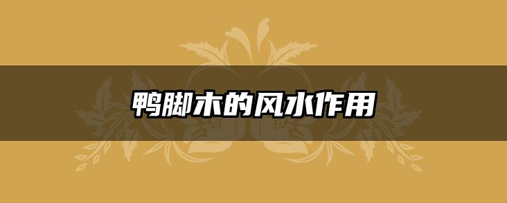 鸭脚木的风水作用