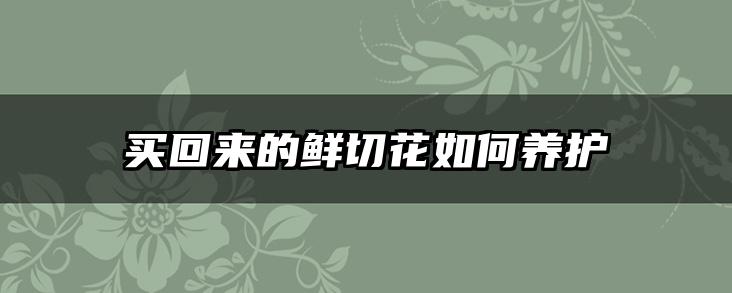 买回来的鲜切花如何养护