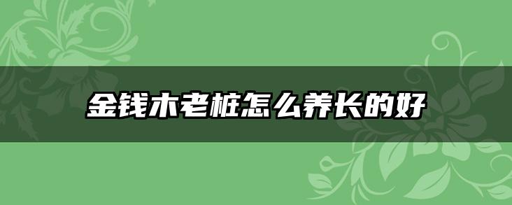 金钱木老桩怎么养长的好