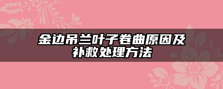 金边吊兰叶子卷曲原因及补救处理方法