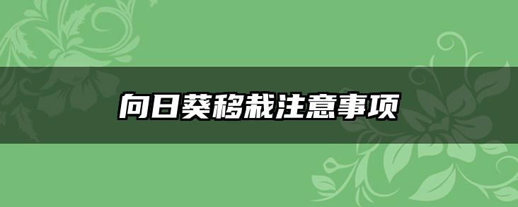 向日葵移栽注意事项