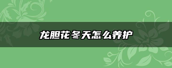 龙胆花冬天怎么养护