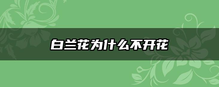 白兰花为什么不开花