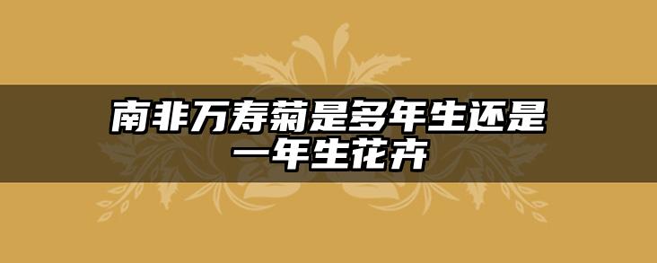 南非万寿菊是多年生还是一年生花卉