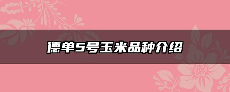 德单5号玉米品种介绍