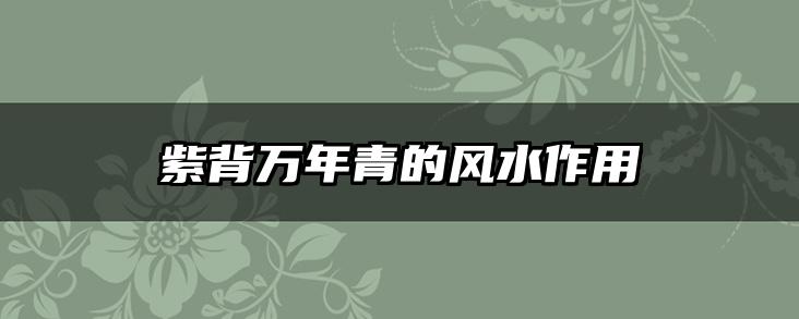 紫背万年青的风水作用