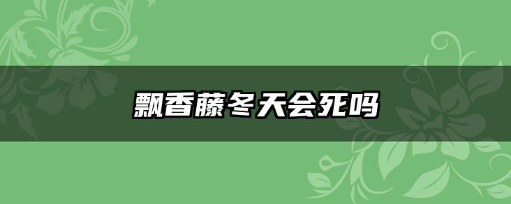 飘香藤冬天会死吗