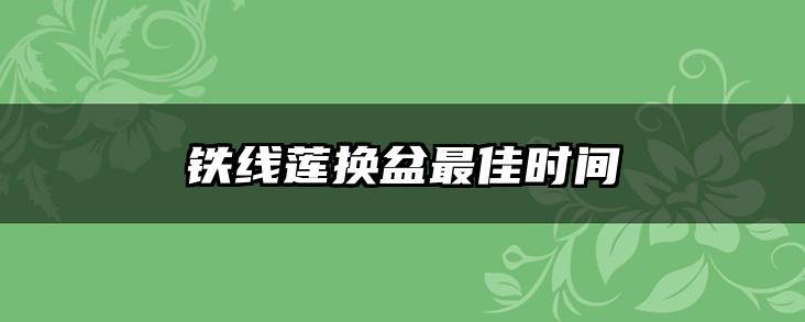 铁线莲换盆最佳时间