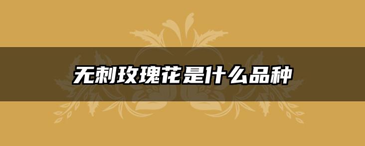无刺玫瑰花是什么品种