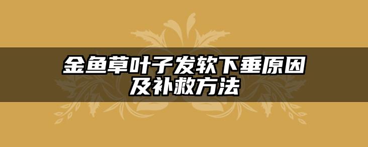 金鱼草叶子发软下垂原因及补救方法