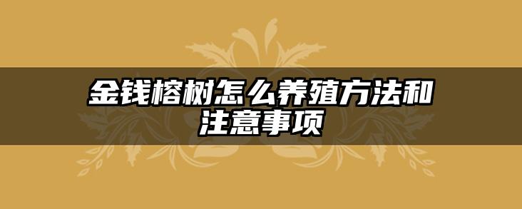 金钱榕树怎么养殖方法和注意事项