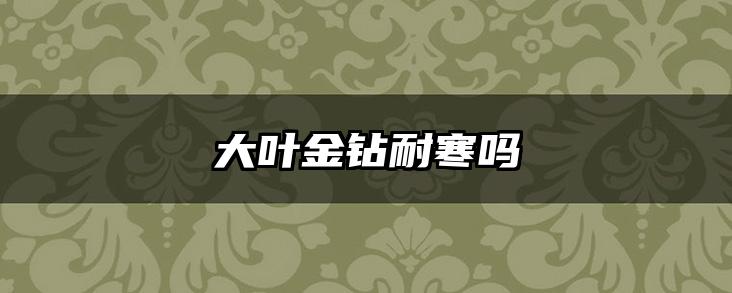 大叶金钻耐寒吗