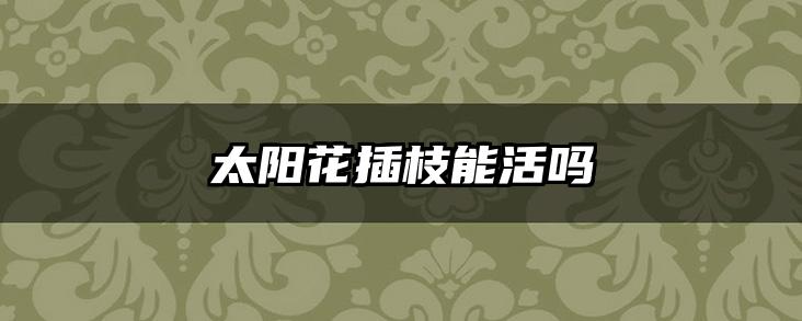 太阳花插枝能活吗