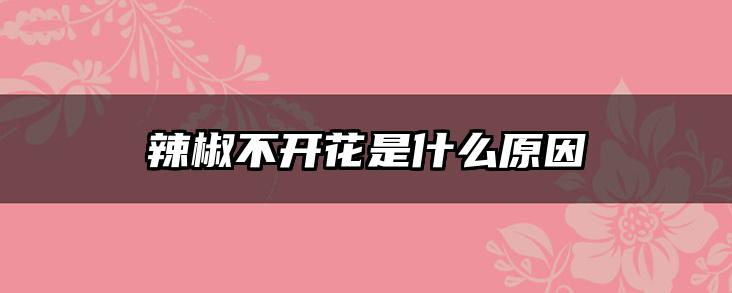 辣椒不开花是什么原因