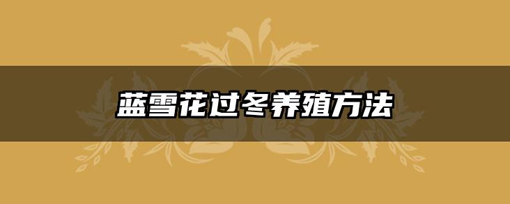蓝雪花过冬养殖方法