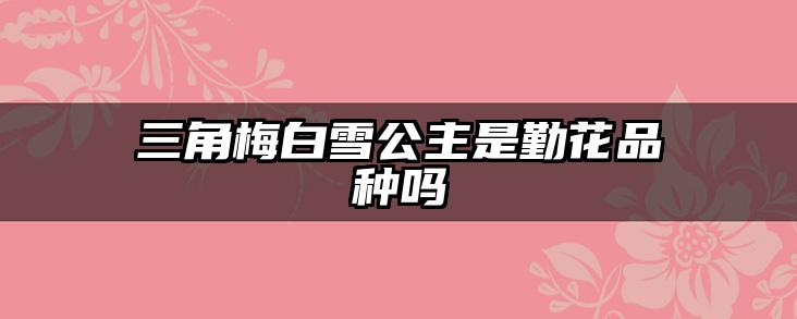 三角梅白雪公主是勤花品种吗