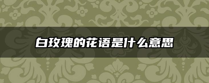 白玫瑰的花语是什么意思