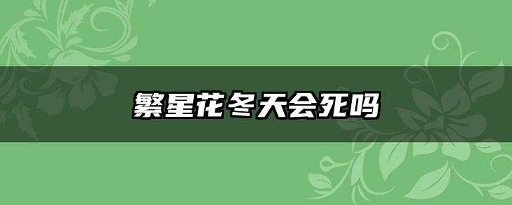 繁星花冬天会死吗