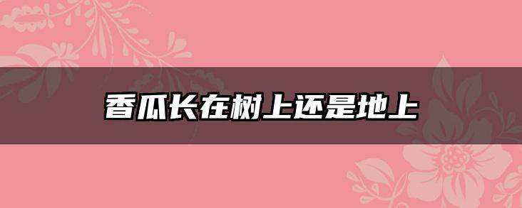 香瓜长在树上还是地上