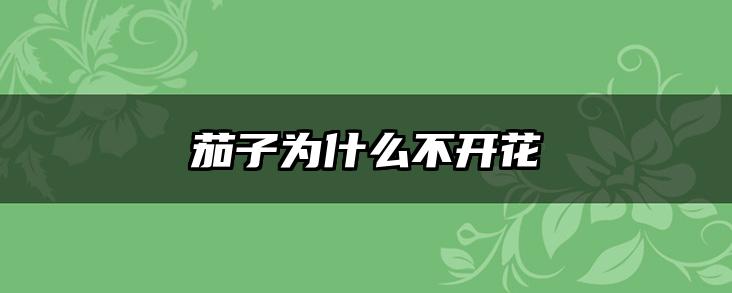 茄子为什么不开花