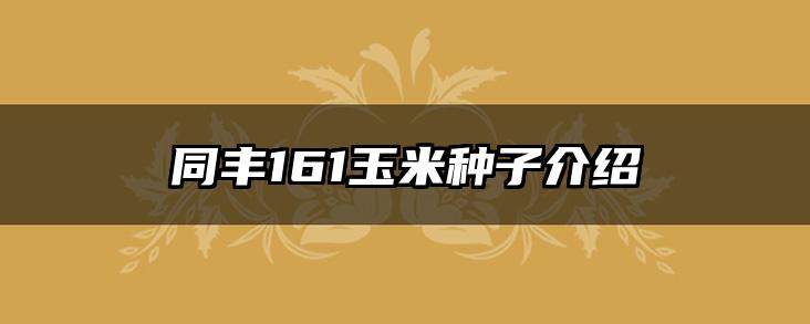 同丰161玉米种子介绍