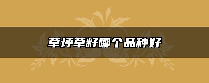 草坪草籽哪个品种好