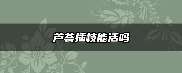 芦荟插枝能活吗