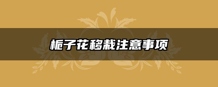 栀子花移栽注意事项