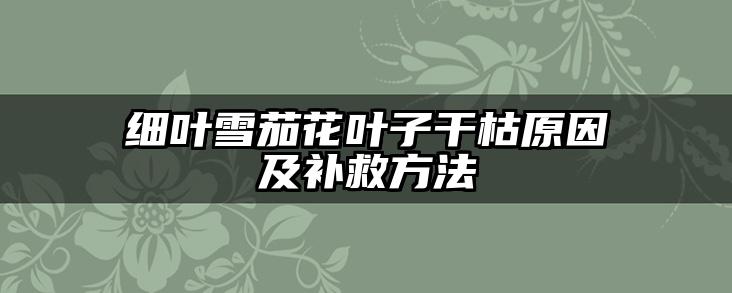 细叶雪茄花叶子干枯原因及补救方法