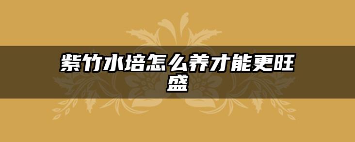 紫竹水培怎么养才能更旺盛