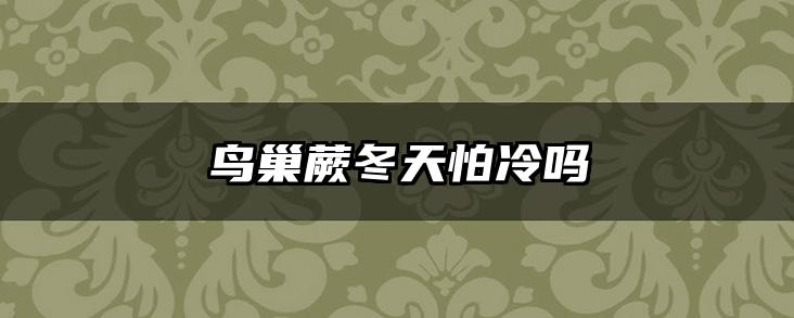 鸟巢蕨冬天怕冷吗