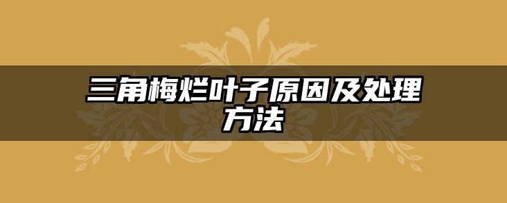 三角梅烂叶子原因及处理方法