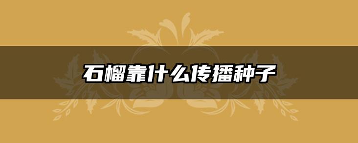 石榴靠什么传播种子