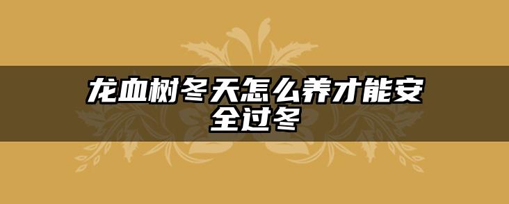 龙血树冬天怎么养才能安全过冬