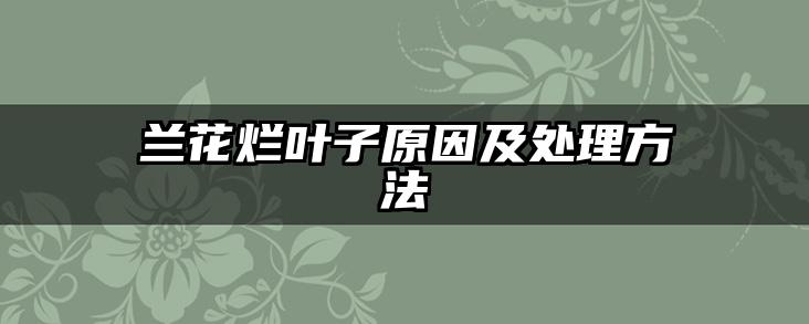 兰花烂叶子原因及处理方法