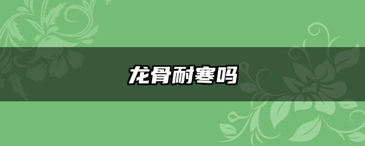 龙骨耐寒吗