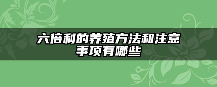 六倍利的养殖方法和注意事项有哪些